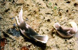 Philippines - Coran , Chelidonura amoena by Mark Lloyd 